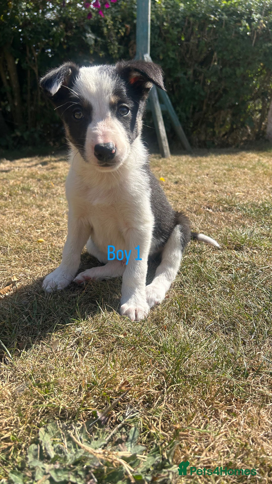 Border Collie dogs for sale: Beautiful border collie puppies for sale  - Image 1
