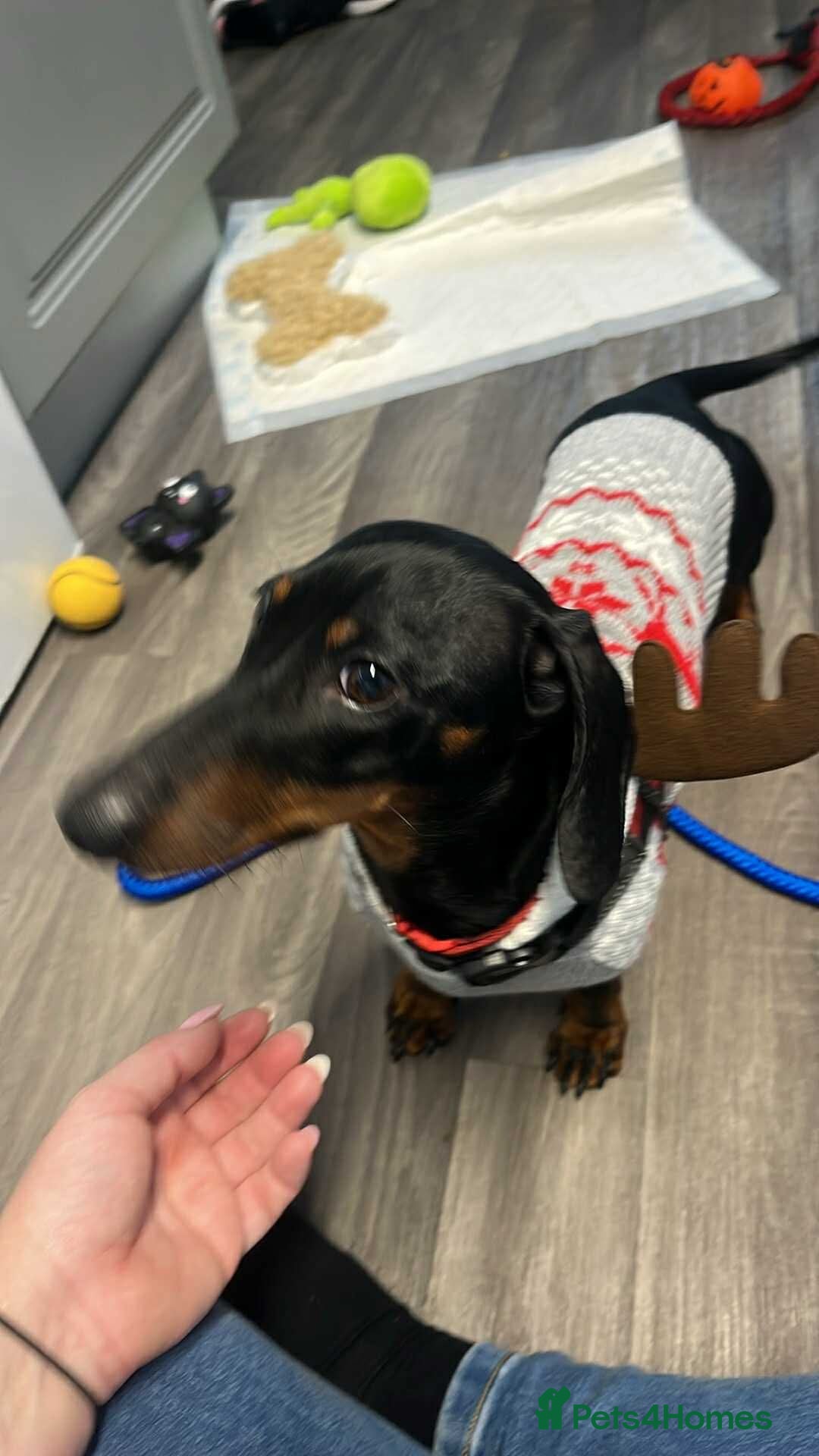 Dachshund dogs for sale: Dachund  - Advert 3