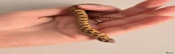 Snake reptiles for sale: Extreme Red Purple line Western Hognose CB26 - Advert 5