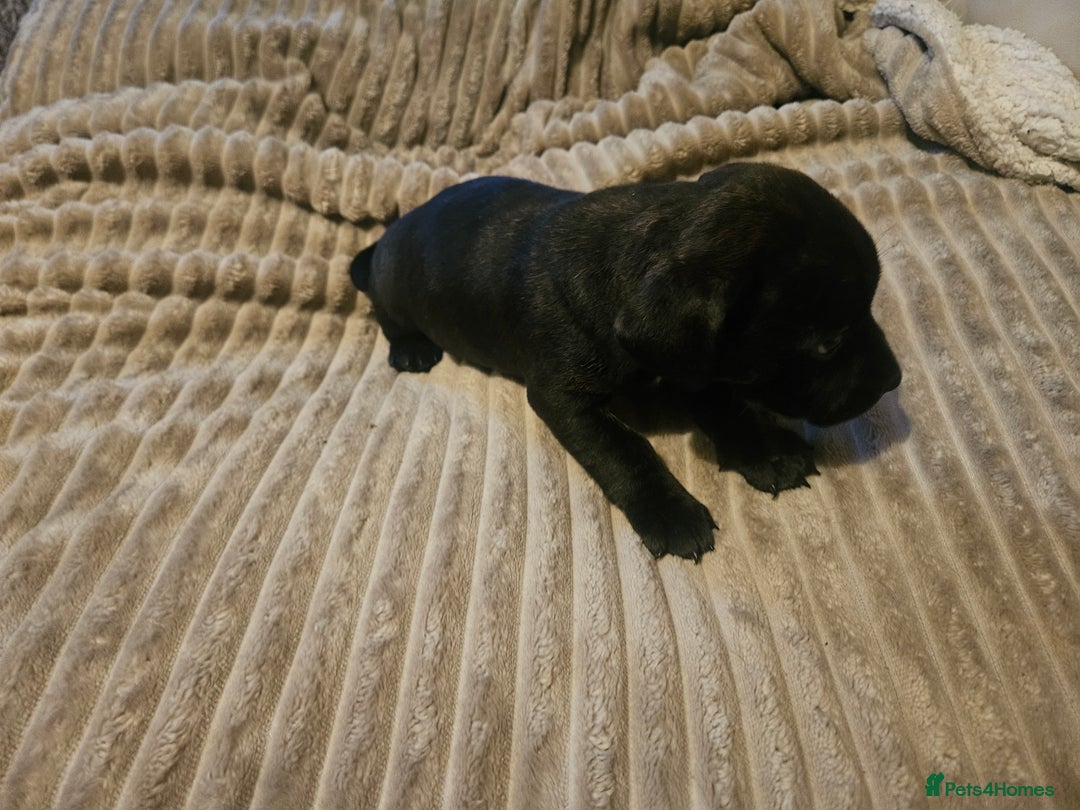 Mixed Breed dogs for sale: Staffy cross jacksui - Advert 25
