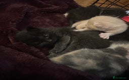 British Shorthair cats for sale: British shorthair x Ragdoll kittens. Mixed prices - Image 6