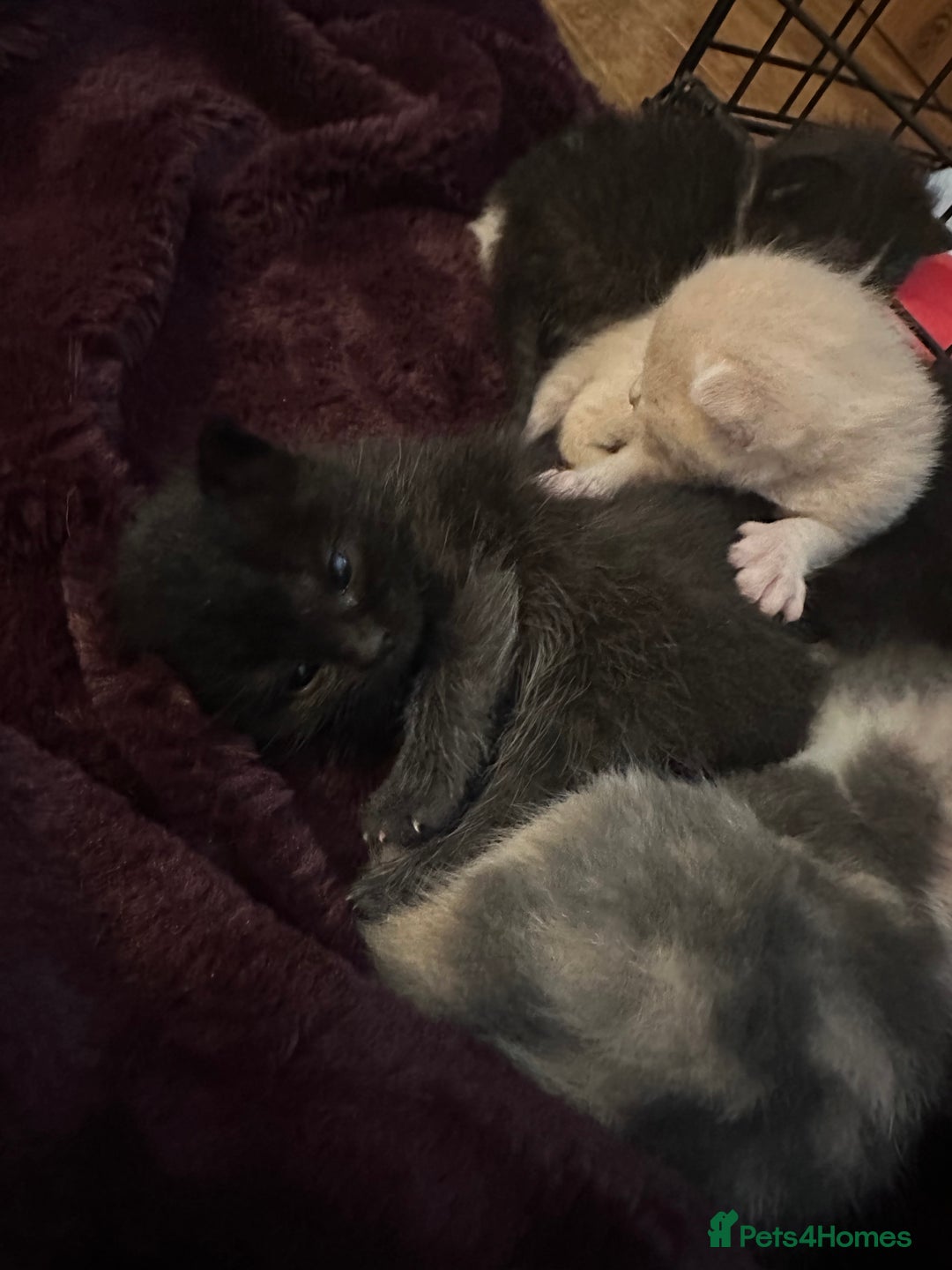 British Shorthair cats for sale: British shorthair x Ragdoll kittens. Mixed prices - Image 6
