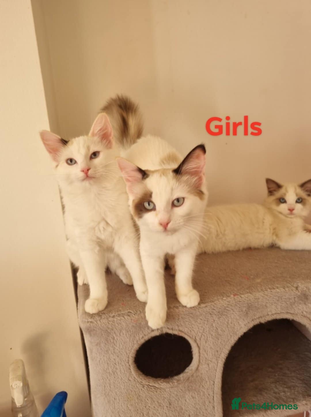 Ragdoll cats for sale: Bicolour ragdoll kittens  - Image 8