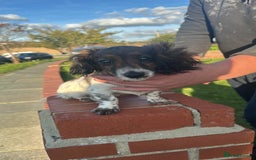 Mixed Breed dogs for sale: Cockerjack  - Image 3