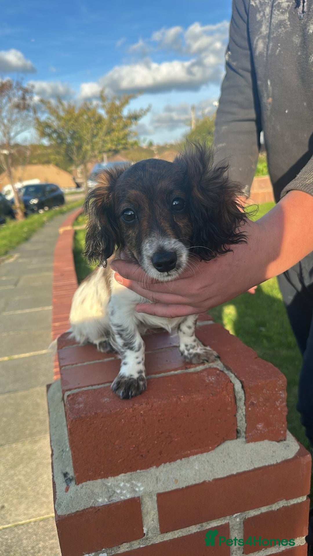 Mixed Breed dogs for sale: Cockerjack  - Image 3