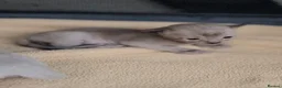 Burmese cats for sale: GCCF registered Burmese Kittens-Blue & Brown boys - Advert 8