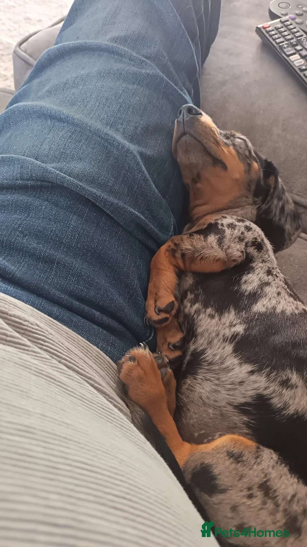 Miniature Dachshund dogs for sale: Miniature dachshund  - Advert 4