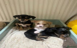 Mixed Breed dogs for sale: Ready to collect  - Advert 10