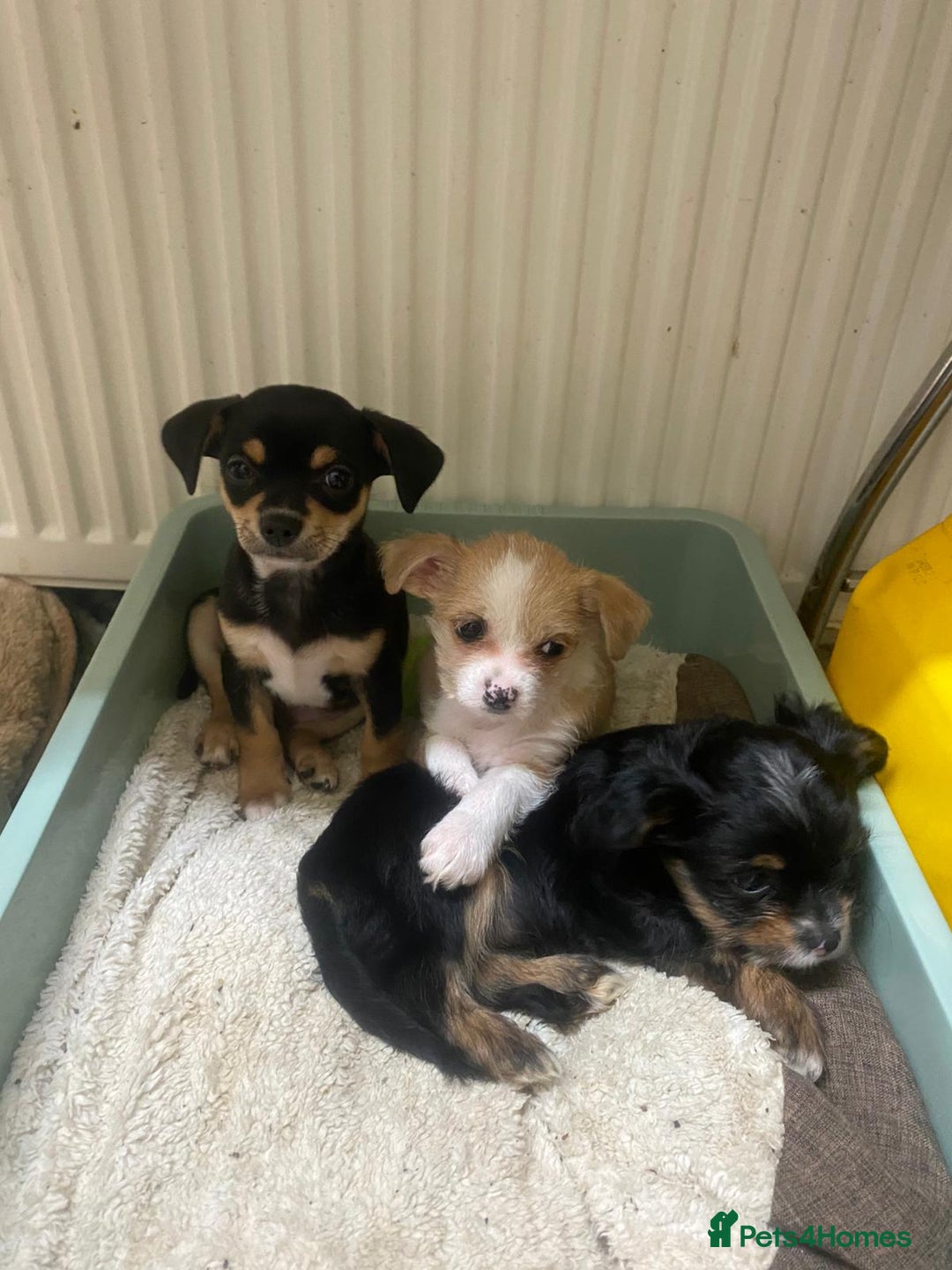 Mixed Breed dogs for sale: Ready to collect  - Advert 10