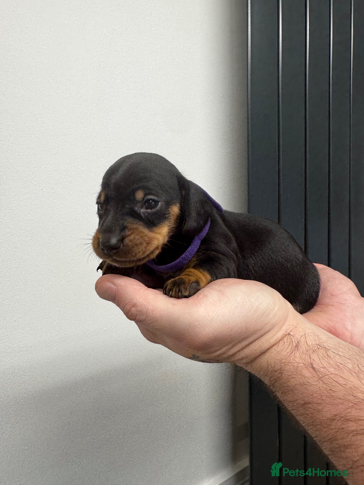 Dachshund dogs 3 wonderful miniature dachshunds  - Advert 10