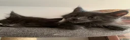 Maine Coon cats for sale: Beautiful Maincoons from registered parents - Advert 17