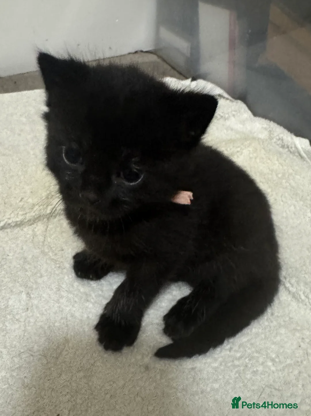 Mixed Breed cats for sale: Mixed breed kittens  - Advert 6