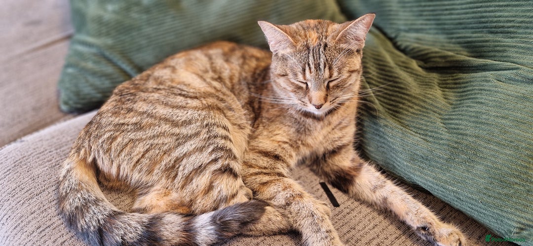 Domestic Shorthair cats for sale: 6 Adorable DSH kittens! Ginger & tabby babies ❤️  - Image 15