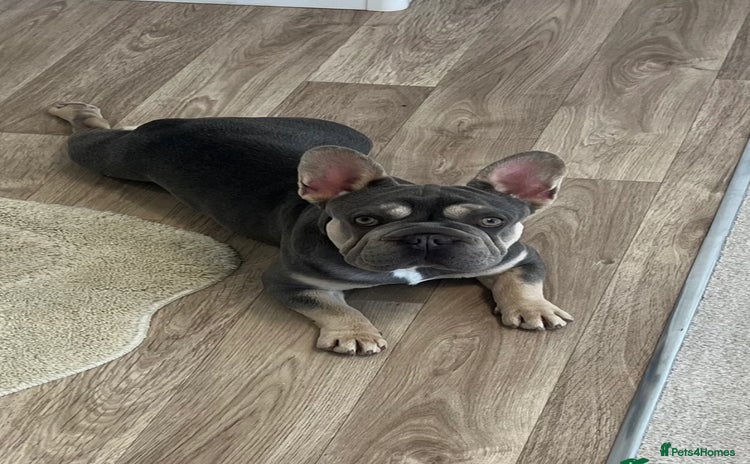 French Bulldog dogs - Advert 11