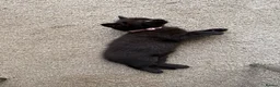 Domestic Shorthair cats for sale: 3 kittens for sale  in Corby - Advert 7