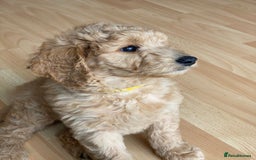 Labradoodle dogs for sale: Last two! Beautiful F3b Labradoodle Puppies - Image 28