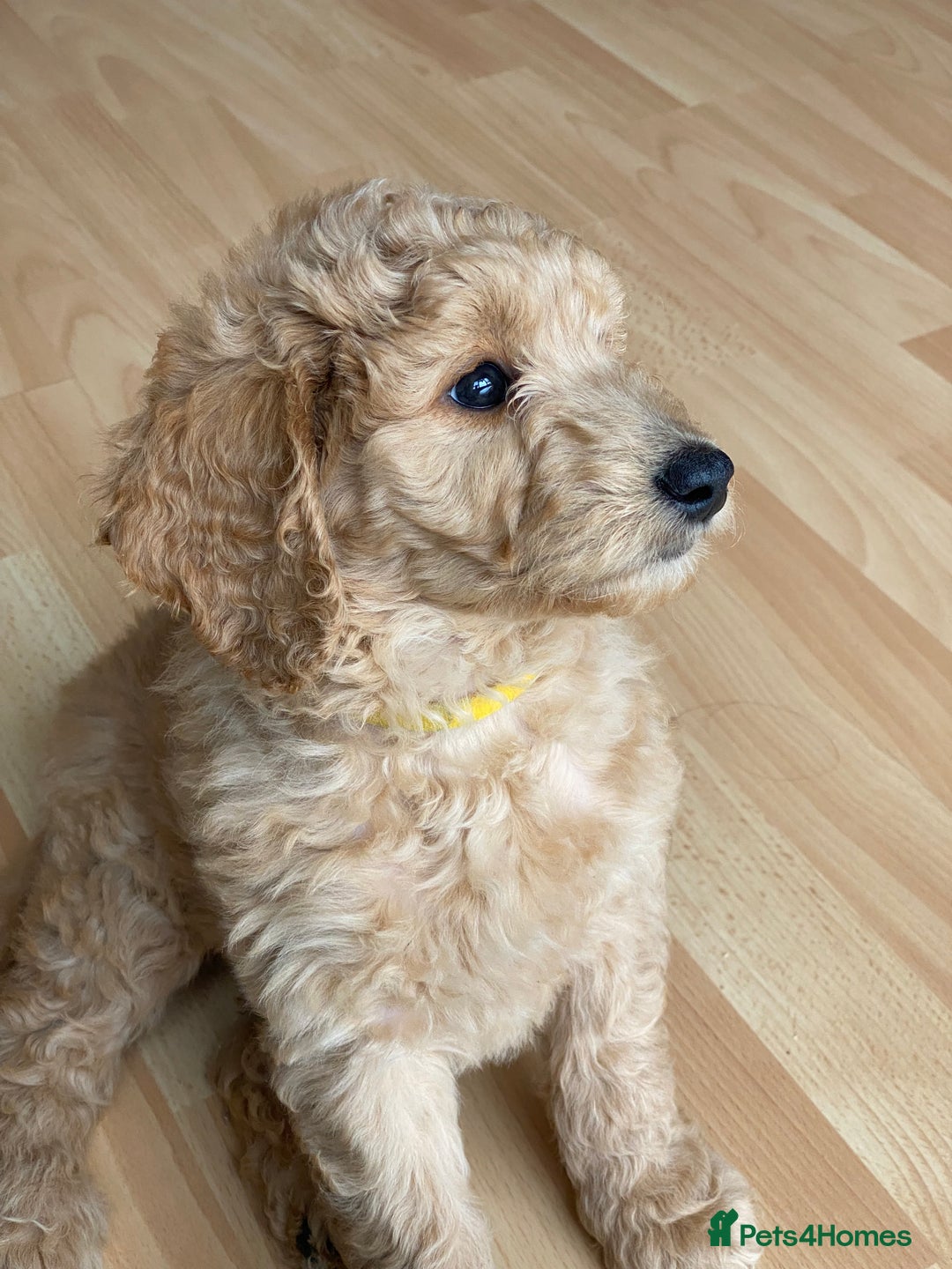 Labradoodle dogs for sale: Last two! Beautiful F3b Labradoodle Puppies - Image 28