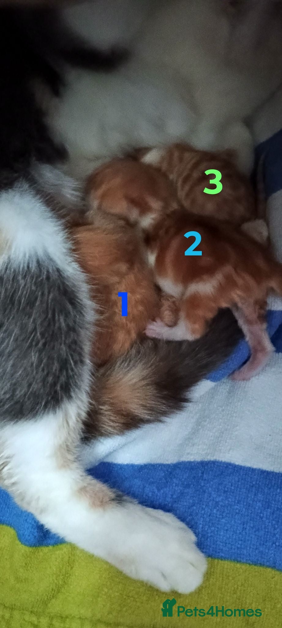 British Shorthair cats 3 ginger stripey boys for sale - Advert 1
