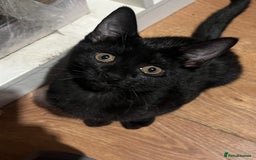 Mixed Breed cats for sale: Cute and playful kitties  - Image 7