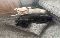 Presa Canario dogs for sale: Presa Canerio pup - Image 6
