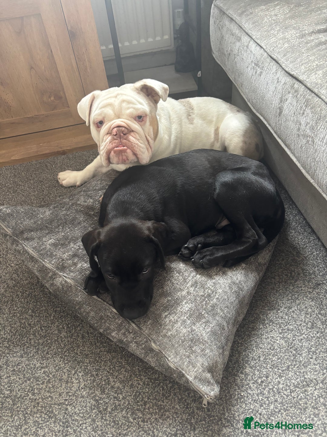 Presa Canario dogs for sale: Presa Canerio pup - Image 6