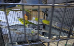 Budgerigars birds for sale: All Colours in Budgies - Image 4