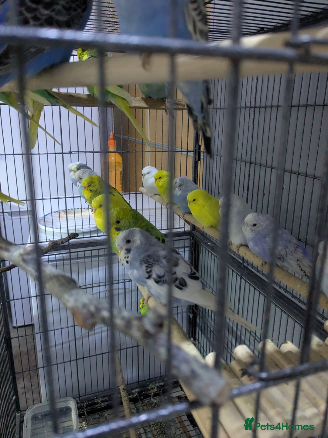 Budgerigars birds for sale: All Colours in Budgies - Image 4