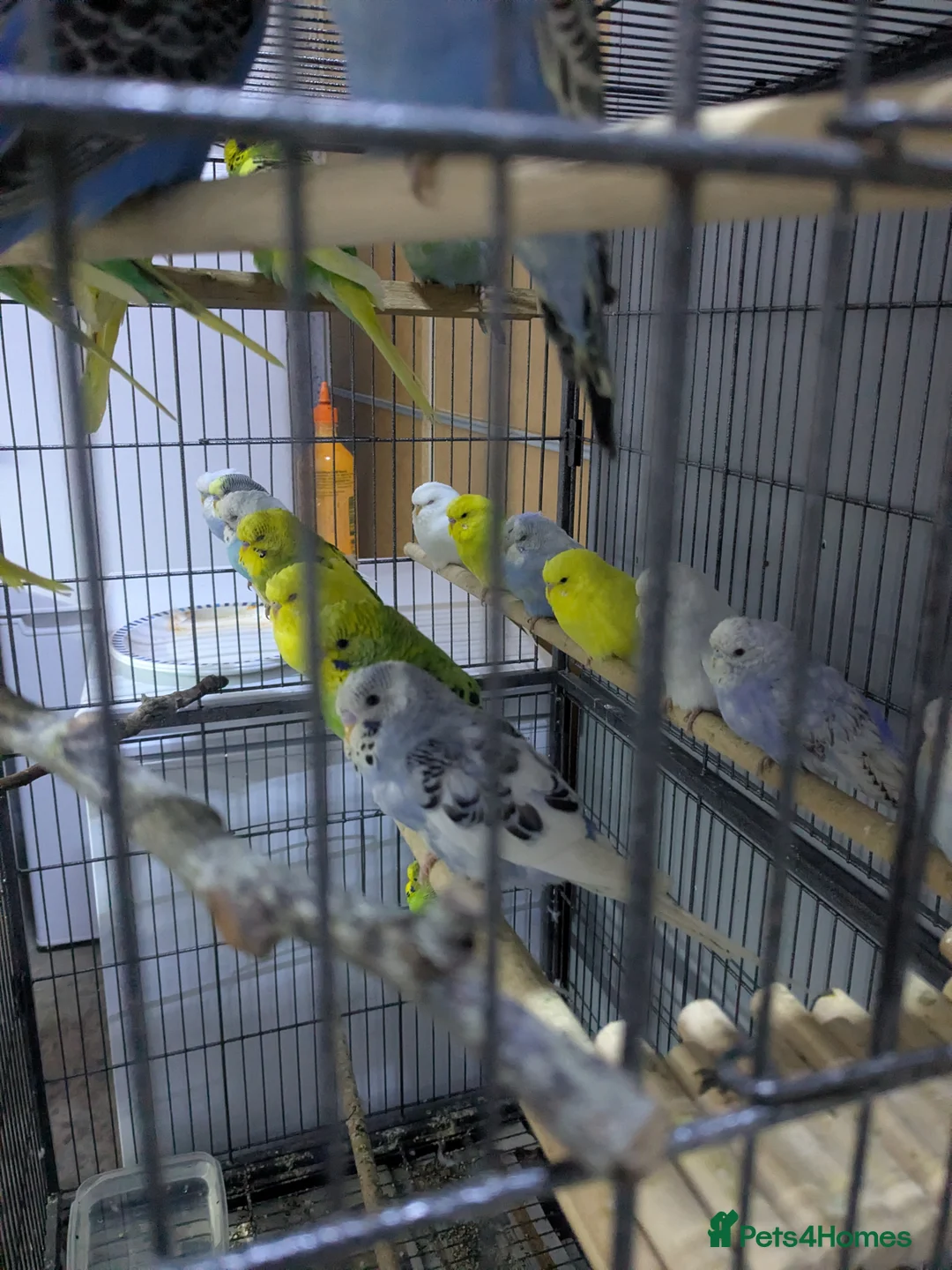 Budgerigars birds for sale: All Colours in Budgies - Advert 4