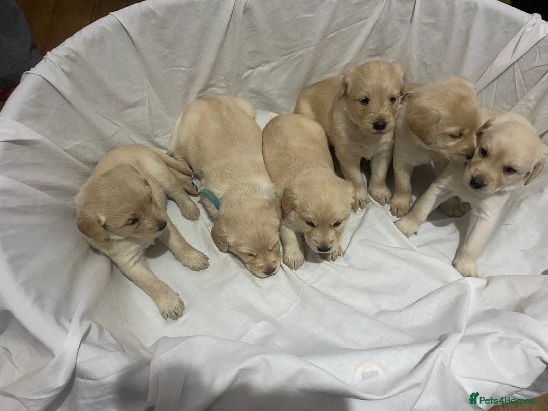 Labradoodle dogs for sale: Labradoodle puppies for sale £600-£750 - Image 1