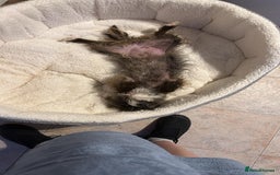 Mixed Breed dogs for sale: Coco  - Image 12