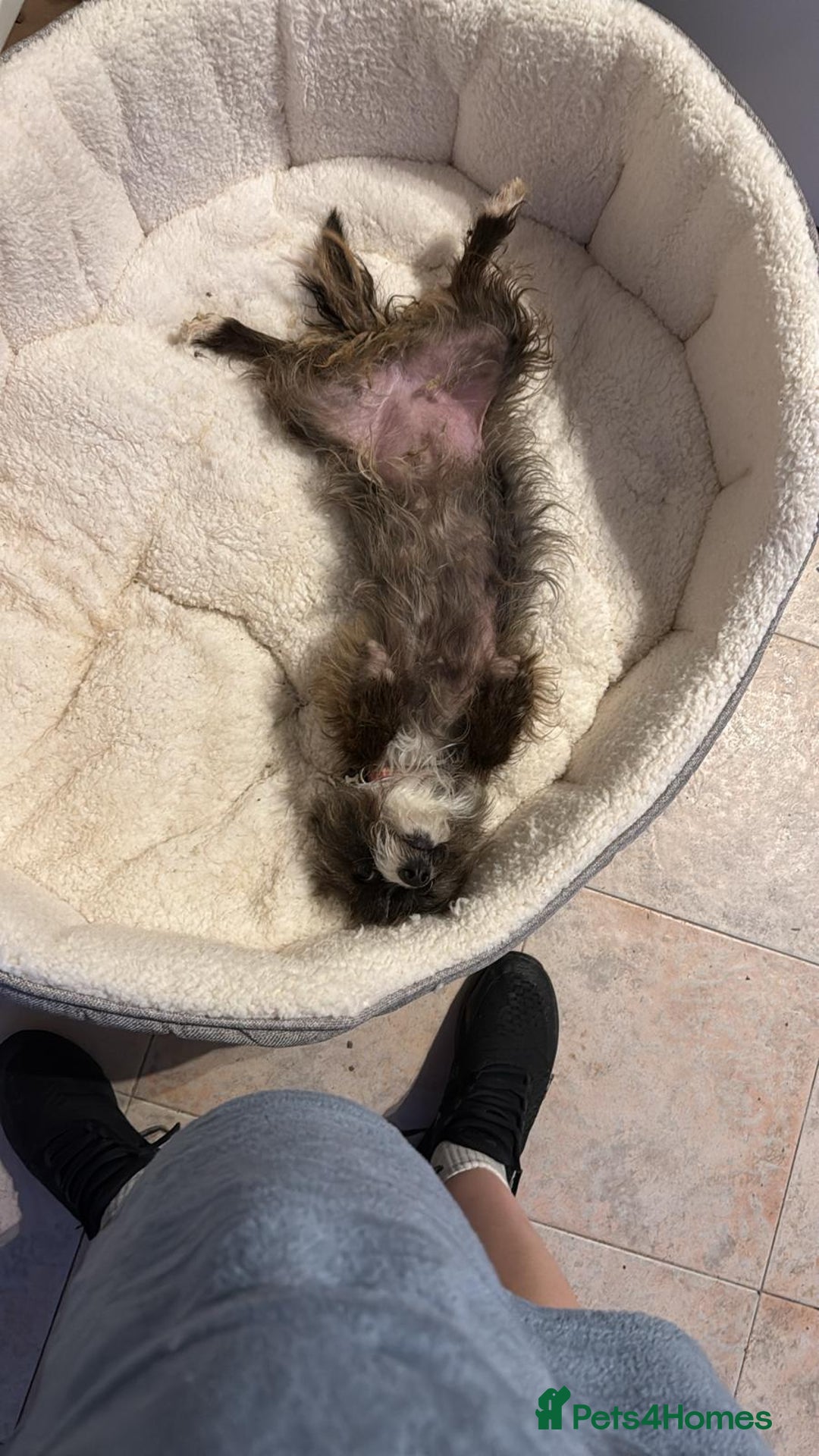 Mixed Breed dogs for sale: Coco  - Image 12