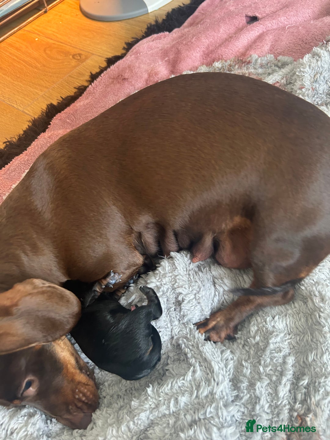 Miniature Dachshund dogs for sale: 2 females - Advert 1