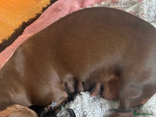 Miniature Dachshund dogs 2 females - Advert 2