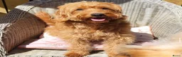 Labradoodle dogs for sale: Absolutely beautiful, F1bb Miniature Labradoodles  - Advert 4