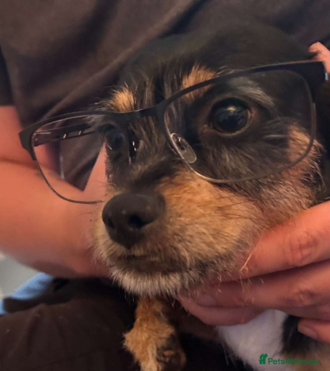 Mixed Breed dogs for stud: Proven 5yr old Jack Tzu for stud - Advert 3