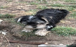 Morkie dogs for sale: Adorable Morkie Girl - Image 2