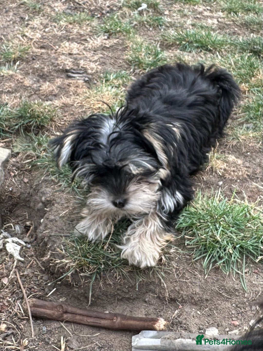 Morkie dogs for sale: Adorable Morkie Girl - Image 2