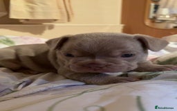 French Bulldog dogs for sale: Lilac and tan male, chocolate and tan female  - Image 2