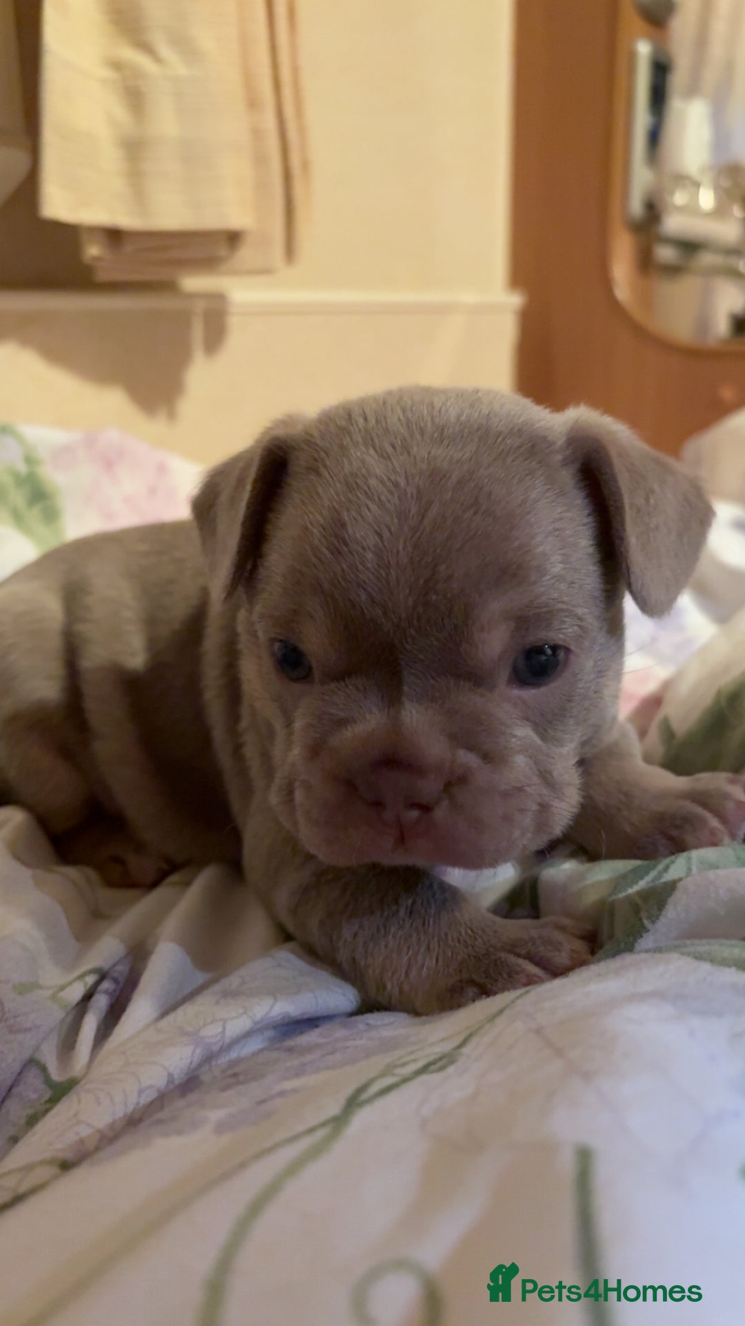 French Bulldog dogs for sale: Lilac and tan male, chocolate and tan female  - Image 2