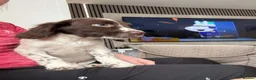 English Springer Spaniel dogs for sale: Springer spaniel pups - Advert 6