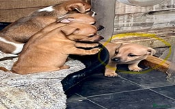 Jack Russell dogs for sale: Top Quality Gorgeous Tan Miniature Jack Russell  - Image 4