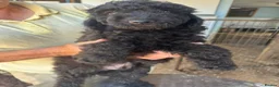 Poodle dogs for sale: Stunning Smaller Moyen Poodle puppies available - Advert 10
