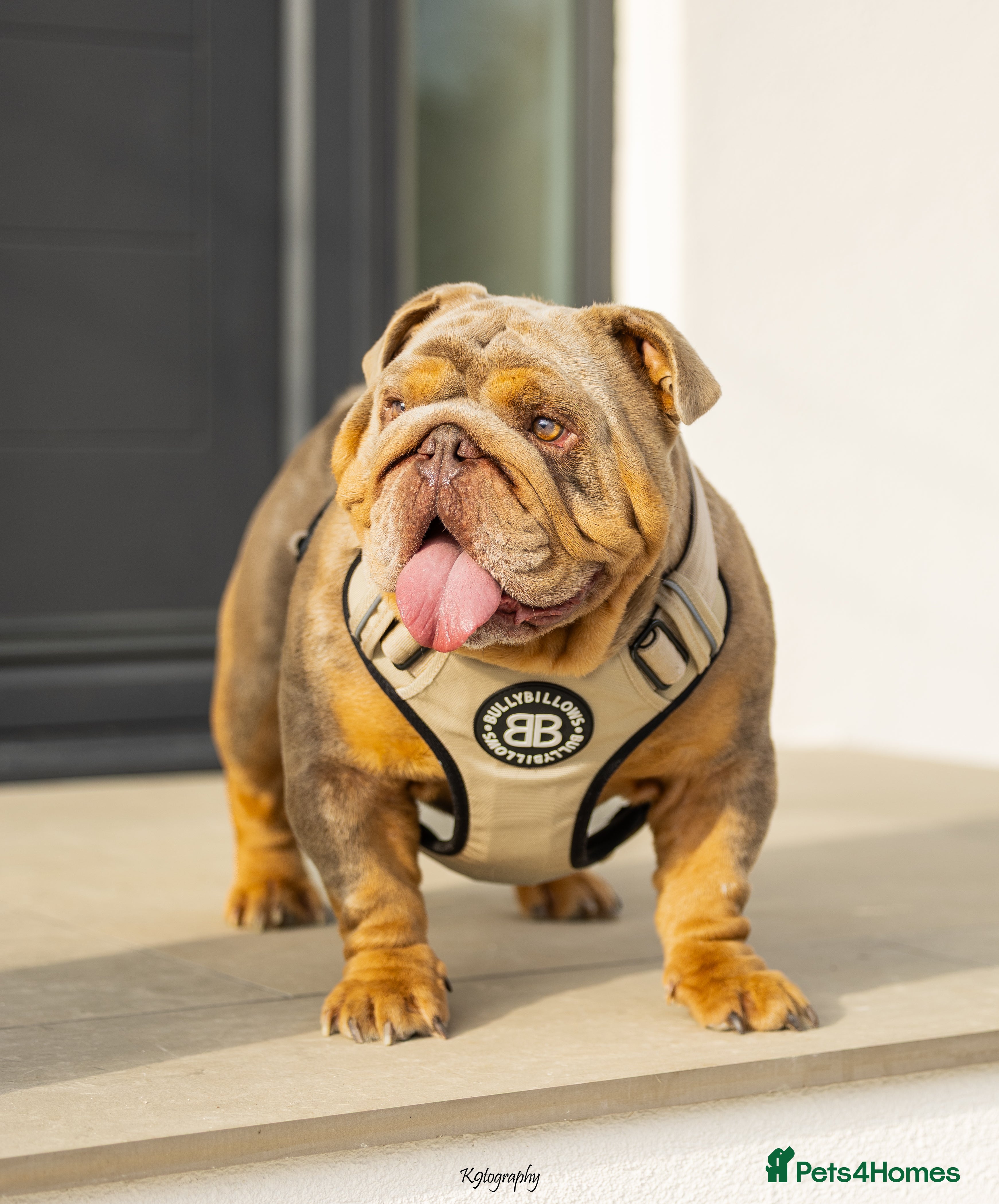 English Bulldog dogs 🚨 REDUCED!! EPIC BULLYZ VENOM - BENCHPRESS SON 🚨 in Basildon - Advert 5