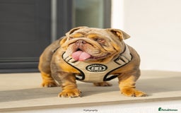 English Bulldog dogs for stud: 🚨 REDUCED!! EPIC BULLYZ VENOM - BENCHPRESS SON 🚨 in Basildon - Image 1