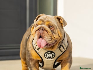 English Bulldog dogs in Basildon - Advert 1