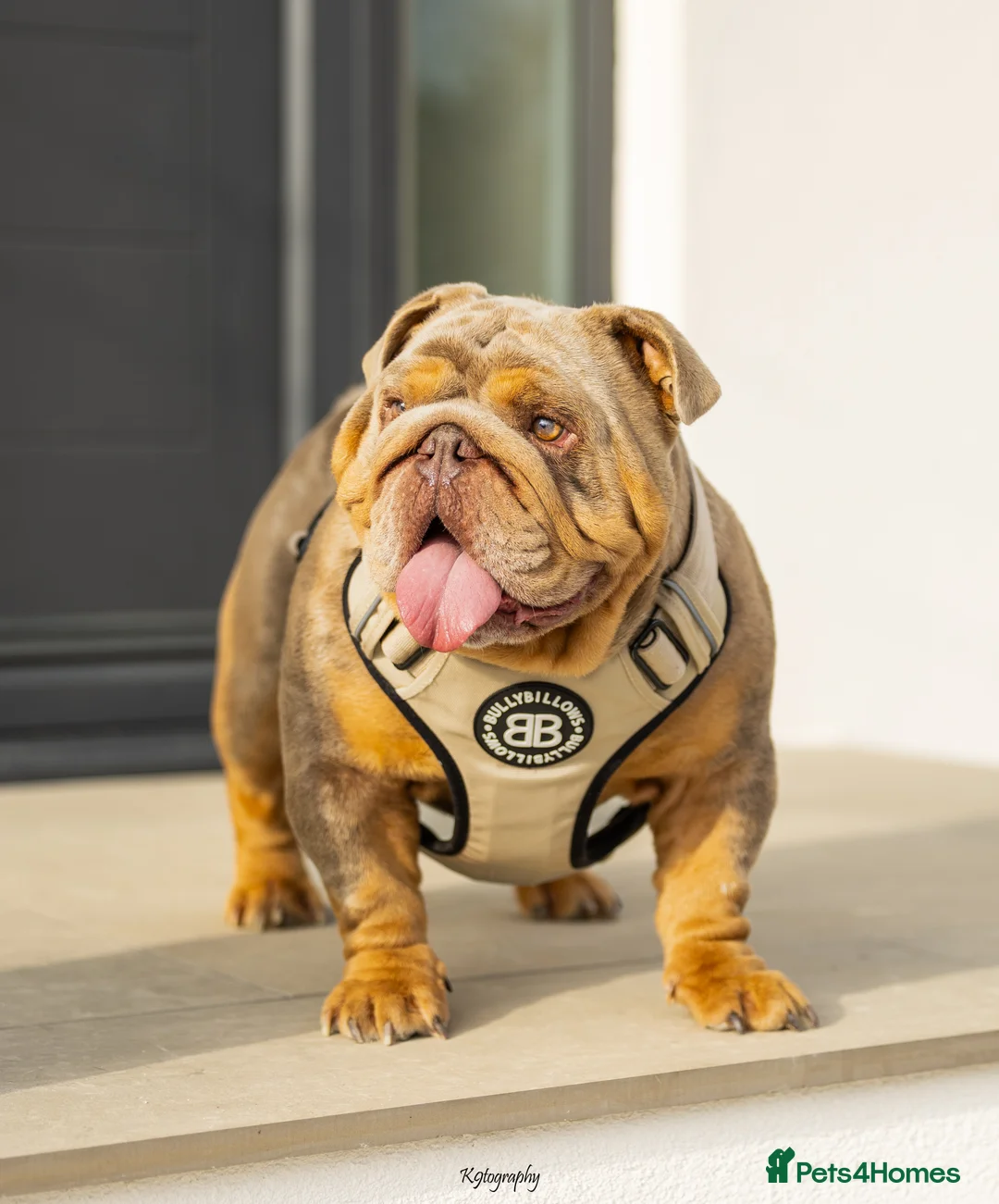 English Bulldog dogs for stud: 🚨 REDUCED!! EPIC BULLYZ VENOM - BENCHPRESS SON 🚨 in Basildon - Advert 1