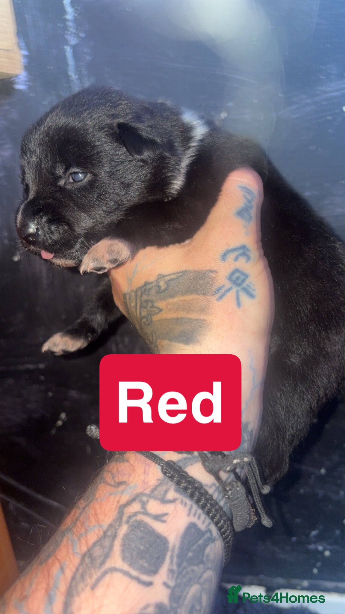 Mixed Breed dogs for sale: Mali X collie puppies - Advert 3