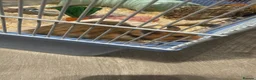 Hamster rodents for sale: Male Syrian hamster  in Wigan - Advert 1