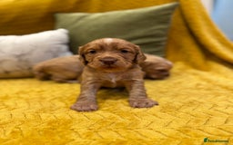 Cocker Spaniel dogs for sale: Gorgeous working cocker spaniel puppies - Image 6