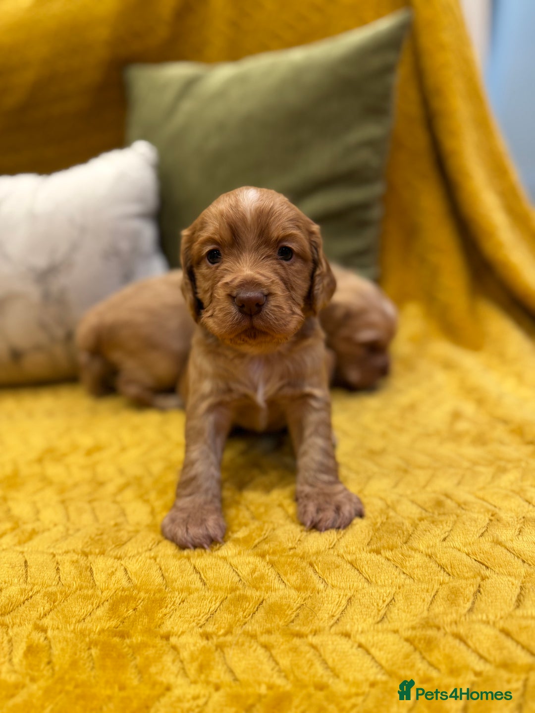 Cocker Spaniel dogs for sale: Gorgeous working cocker spaniel puppies - Image 6